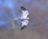 20240322-_DSC2343