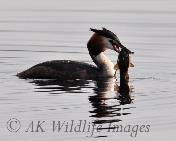 Shapwick Heath NNR