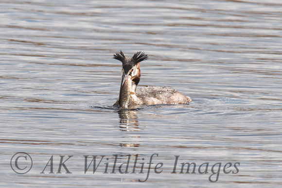 Shapwick Heath NNR