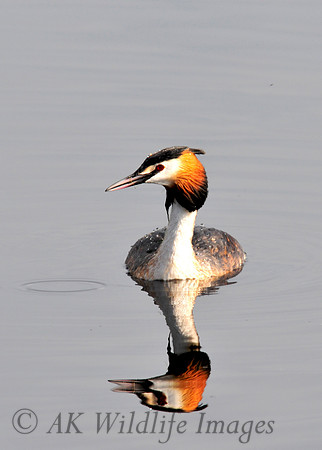 Shapwick Heath NNR
