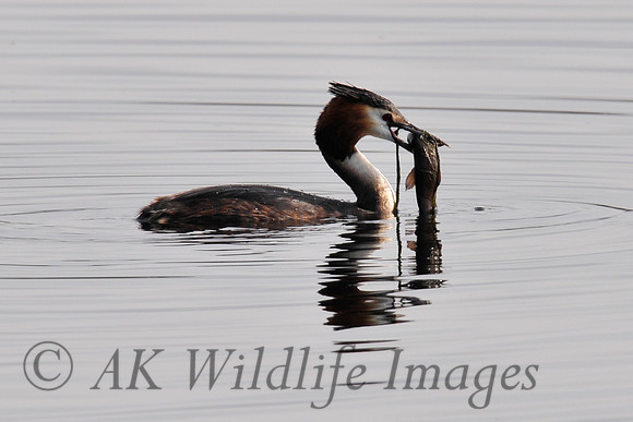 Shapwick Heath NNR