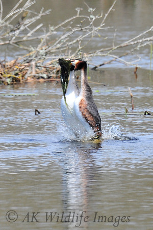 HamWall RSPB