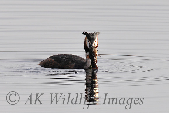 Shapwick Heath NNR