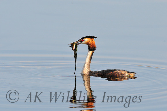 Shapwick Heath NNR