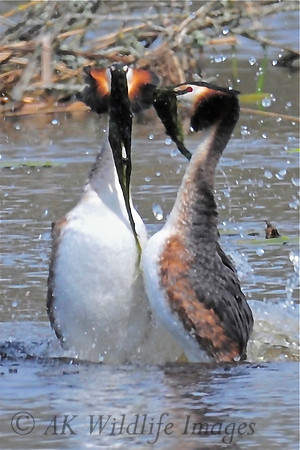 HamWall RSPB