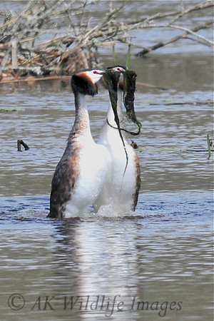 HamWall RSPB