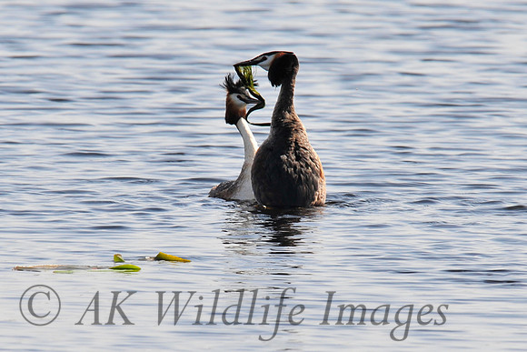 HamWall RSPB