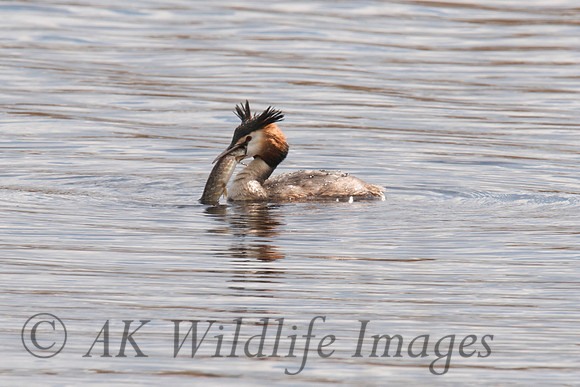 HamWall RSPB