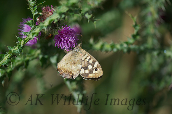 Speckled Wood