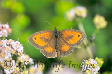 Gatekeeper Male (Hedge Brown)