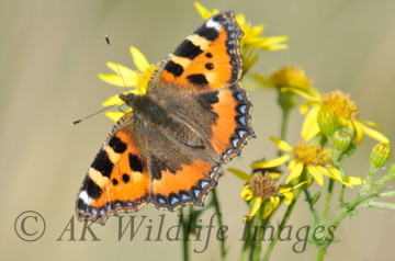 Small Tortoiseshell