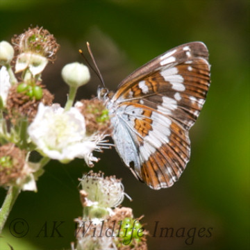 White Admiral