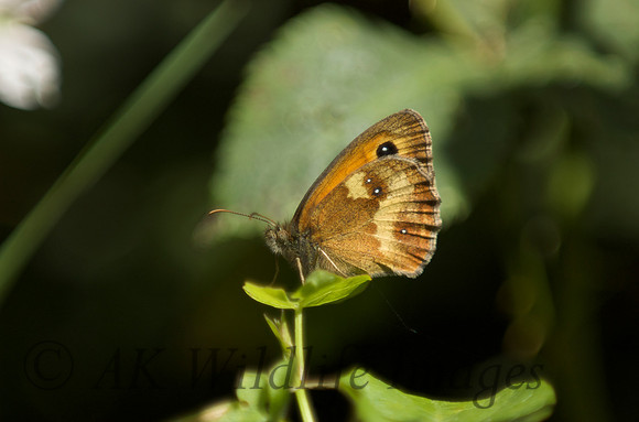 Gatekeeper (hedge Brown)