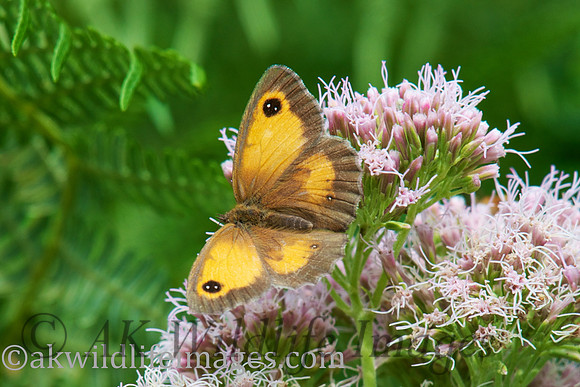 Gatekeeper Female (Hedge Brown)