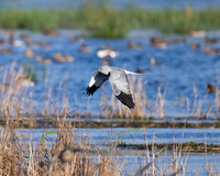 Hen Harrier's