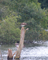 JJ6 Doddie feeding 04/09/2020 Shapwick Heath NNR