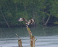 JJ6 Doddie with a Rudd 24/08/2020 Shapwick Heath NNR
