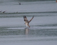 JJ6 Doddie with a Rudd 24/08/2020 Shapwick Heath NNR
