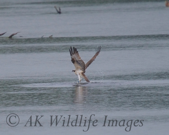 JJ6 Doddie with a Rudd 24/08/2020 Shapwick Heath NNR