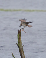 JJ6 Doddie with a Perch 25/08/2020