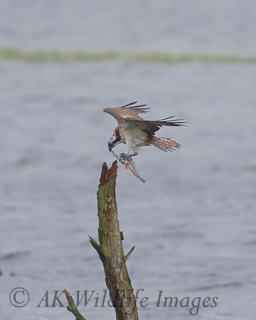 JJ6 Doddie with a Perch 25/08/2020