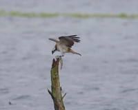 JJ6 Doddie with a Perch 25/08/2020