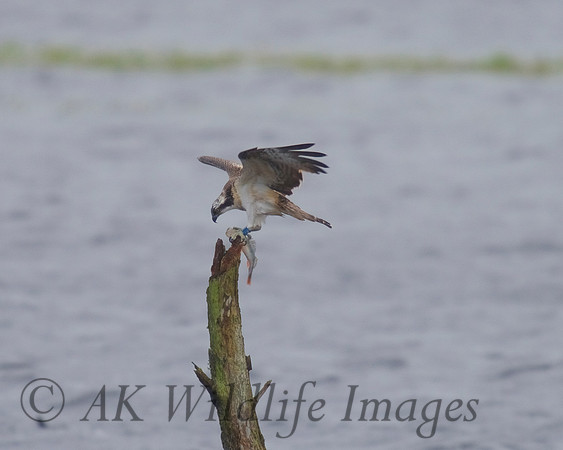 JJ6 Doddie with a Perch 25/08/2020