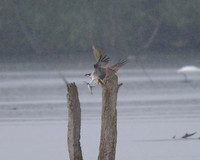 JJ6 Doddie with a Rudd 24/08/2020 Shapwick Heath NNR