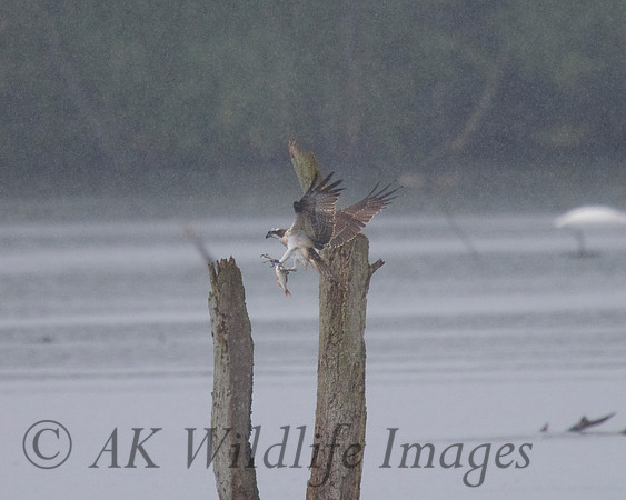 JJ6 Doddie with a Rudd 24/08/2020 Shapwick Heath NNR