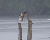 JJ6 Doddie with a Rudd 24/08/2020 Shapwick Heath NNR