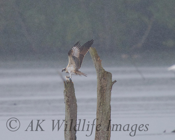 JJ6 Doddie with a Rudd 24/08/2020 Shapwick Heath NNR
