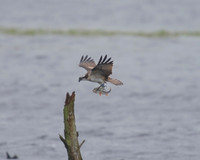 JJ6 Doddie with a Perch 25/08/2020