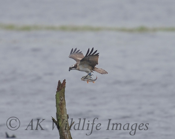 JJ6 Doddie with a Perch 25/08/2020