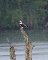 JJ6 Doddie with a Rudd 24/08/2020 Shapwick Heath NNR