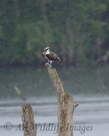 JJ6 Doddie with a Rudd 24/08/2020 Shapwick Heath NNR