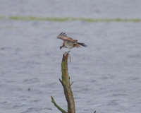 JJ6 Doddie with a Perch24/08/2020 Shapwick Heath NNR