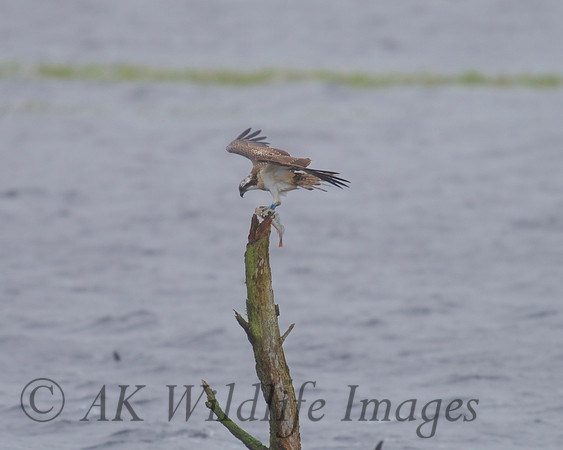JJ6 Doddie with a Perch24/08/2020 Shapwick Heath NNR
