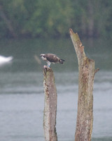 JJ6 Doddie with a Rudd 24/08/2020 Shapwick Heath NNR