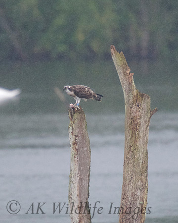 JJ6 Doddie with a Rudd 24/08/2020 Shapwick Heath NNR