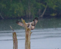 JJ6 Doddie with a Rudd 24/08/2020 Shapwick Heath NNR
