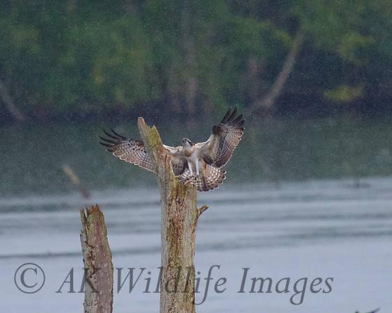 JJ6 Doddie with a Rudd 24/08/2020 Shapwick Heath NNR