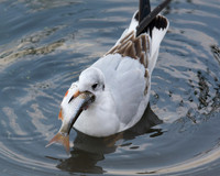 Black-headed Gull with a Fish