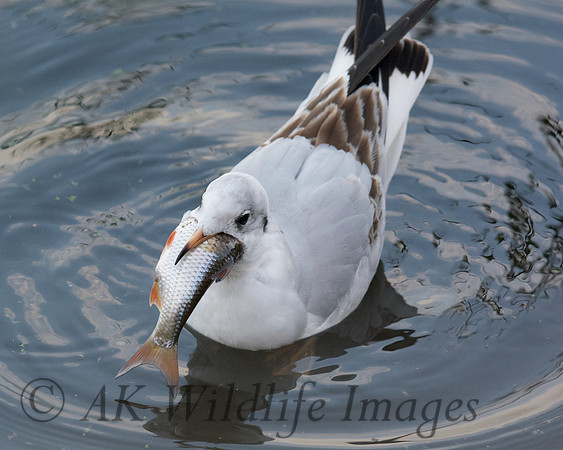 Black-headed Gull with a Fish