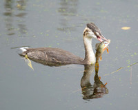 Grebe with Perch