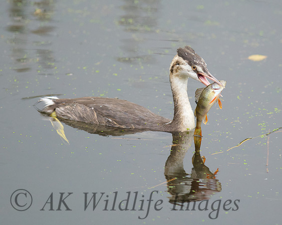 Grebe with Perch