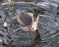 Grebe with Fish