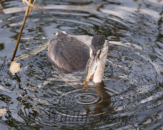 Grebe with Fish