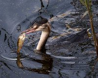 Great Crested Grebe with a Fish