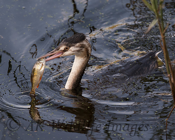 Great Crested Grebe with a Fish