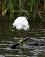 Egret with Fish